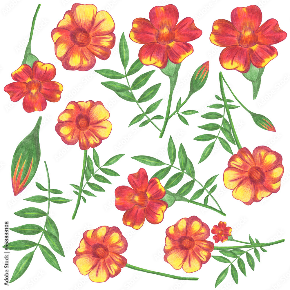 Set of Red and Yellow Flowers with Green Leaves Isolated on White Background. Red and Yellow Floral Element Drawn by Colored Pencil Collection. Set of Red and Yellow Flowers with Green Leaves Isolated on White Background. Red and Yellow Floral Element Drawn by Colored Pencil Collection.