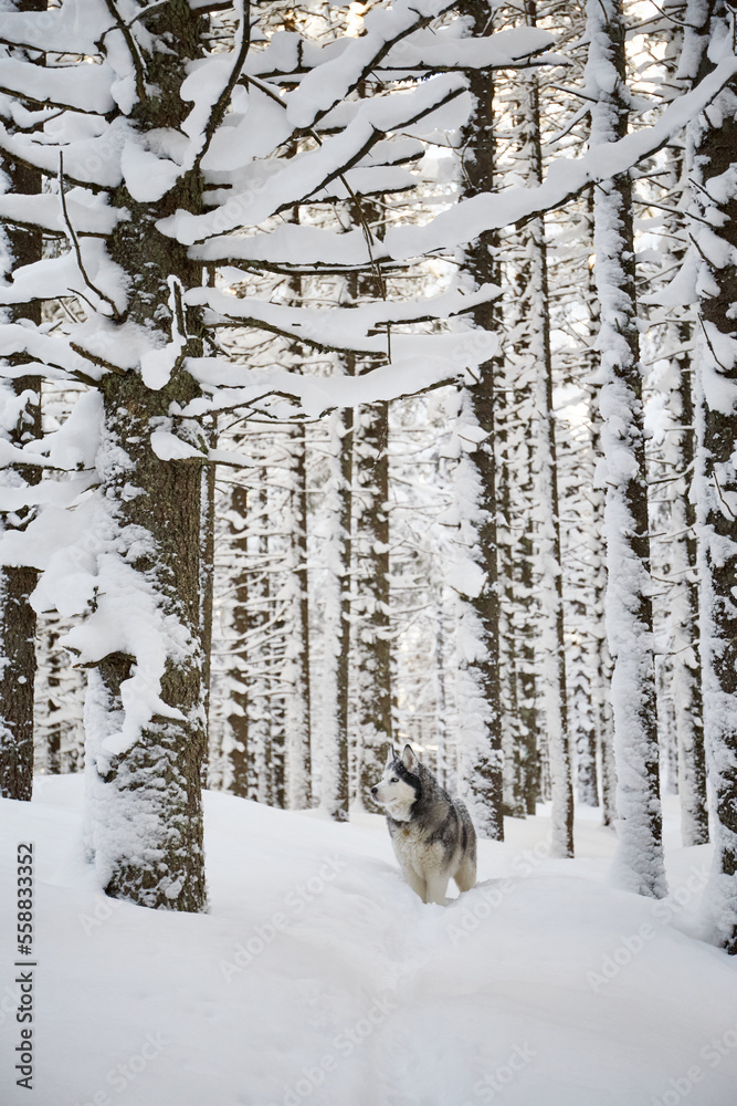 Fototapeta premium Portrait of Alaskan Malamute dog on snow. Winter hiking in the forest. Carpathian mountains, Ukraine.
