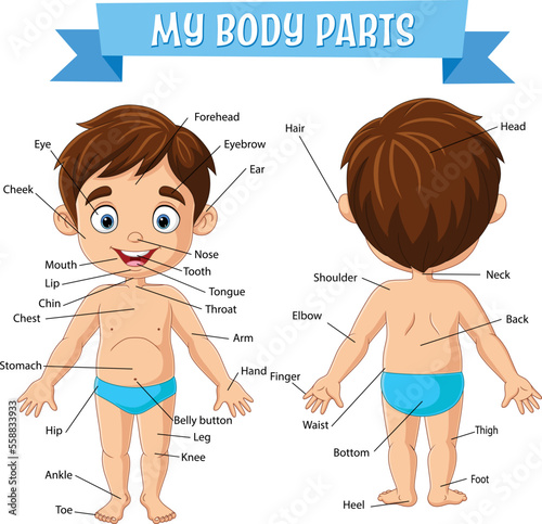 Vocabulary of little boy body parts