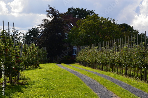 Apple Plantation in the Old Country at the River Elbe, Lower Saxony