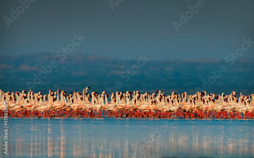 Photography Migratory Flamingos in their world.