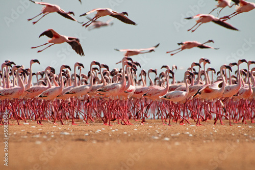 Photography Migratory Flamingos in their world.