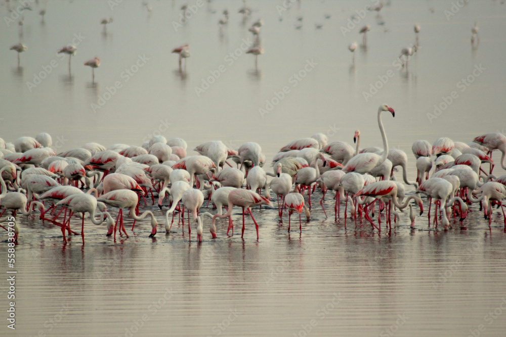Naklejka premium Migratory Flamingos in their world.