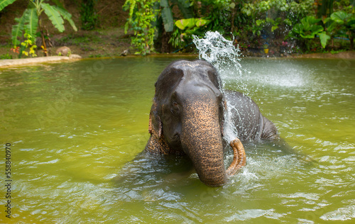 Bathing elephants in the jungle. Baby elephant splashes in the lake close-up. © Vera