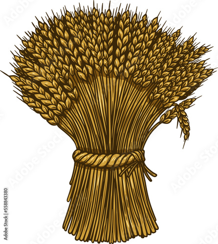 Illustration of wheat sheaf in engraving style. Design element for card, banner, menu. Vector illustration