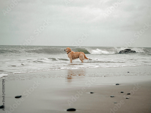 A golden retriever dog stands in the ocean water looking out to sea and the waves