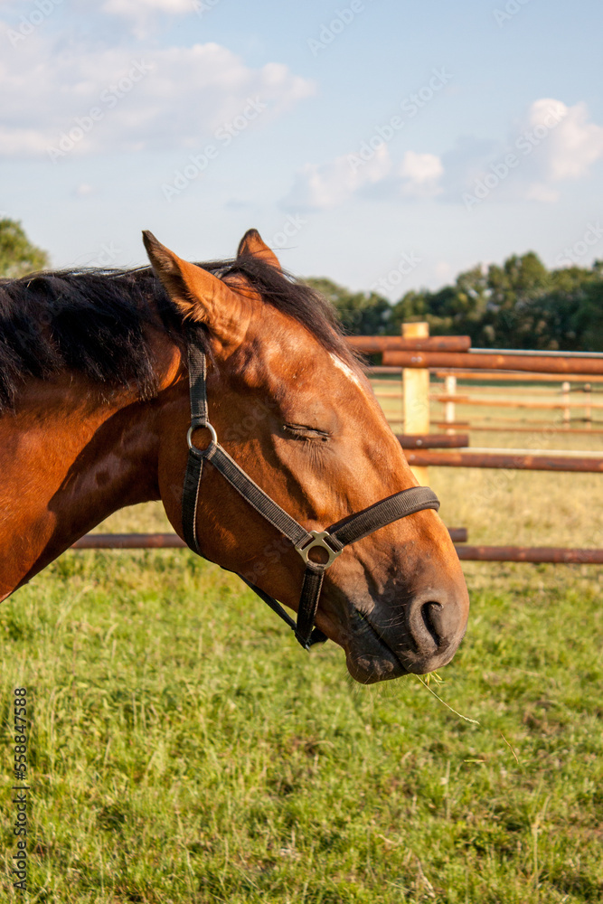 Warmblut Pferd beim Dösen in der Sonne auf der Weide mit einem schwarzen Halfter vor einem Holzzaun Warmblut Pferd beim Dösen in der Sonne auf der Weide mit einem schwarzen Halfter vor einem Holzzaun