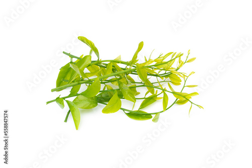 Melientha suavis Pierre (Pak Phak Wan) on white background. Young leaves to cook a variety of dishes, both boiled and stir-fried