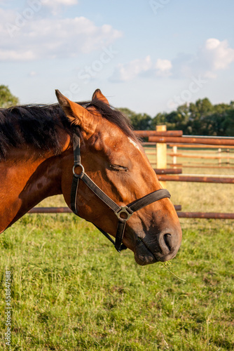 Warmblut Pferd beim Dösen in der Sonne auf der Weide mit einem schwarzen Halfter vor einem Holzzaun 