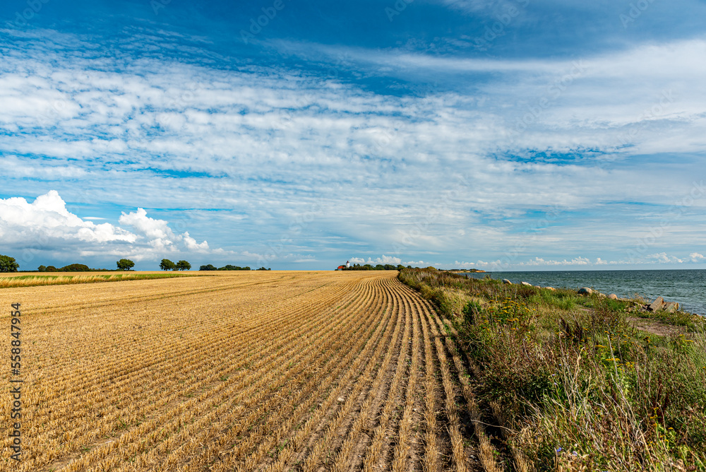 Tief blauer Himmel über einem abgeernteten Weizenfeld in Dänemark.