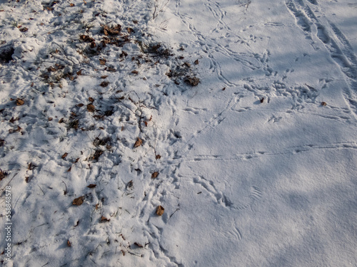 Footprints of small passerine bird on the ground in snow jumping in search of food in sunlight in winter. Winter scenery
