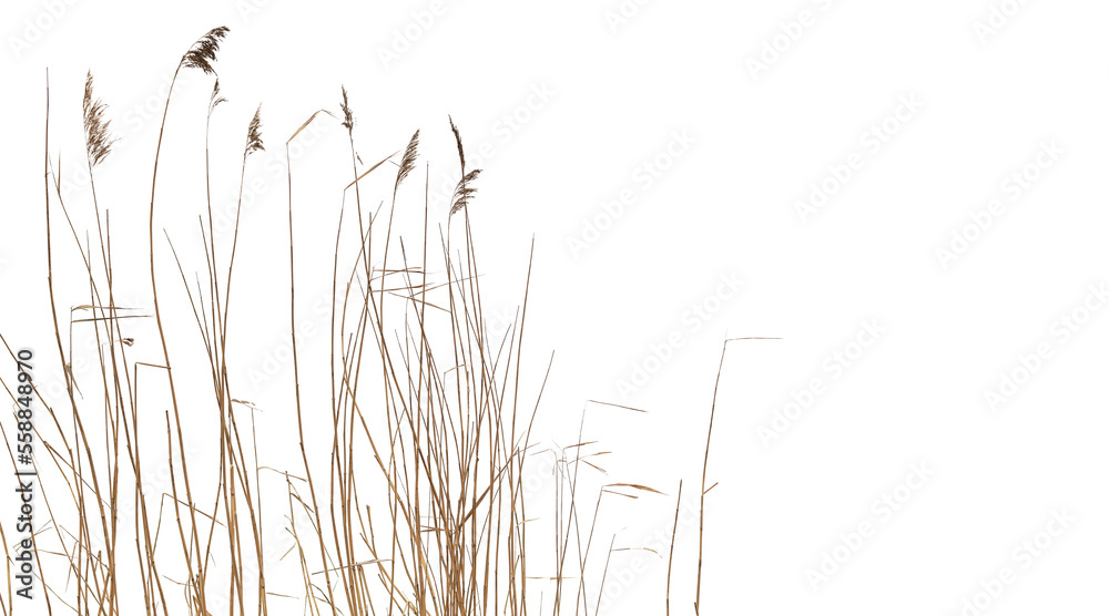 Dry coastal reed isolated on white background - obrazy, fototapety, plakaty 