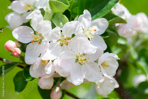 Apple tree in bloom, branch with white flowers on a sunny summer day