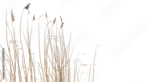 Dry coastal reed isolated on white background