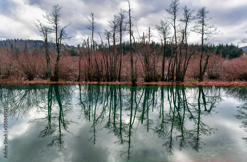 Reflection of trees in the lake