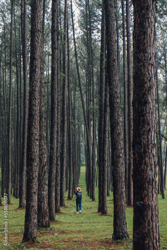 Traveler woman take a photograph in nature Pine Park. Tourist with camera travel photo of photographer Making pictures Traveling Trip Sightseeing Tourism concept.