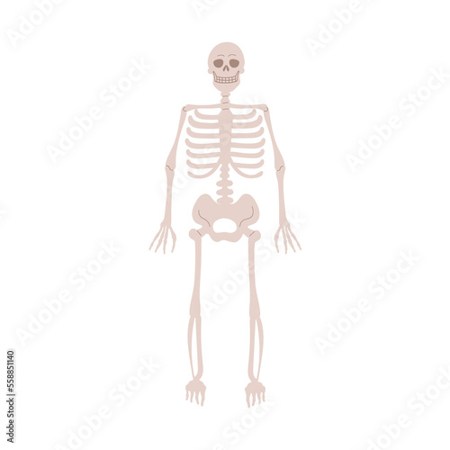Human skeleton anatomy. Dead body bones, simple skeletal system, front view. Skull, chest, ribs, legs anterior. Anatomical flat vector illustration isolated on white background