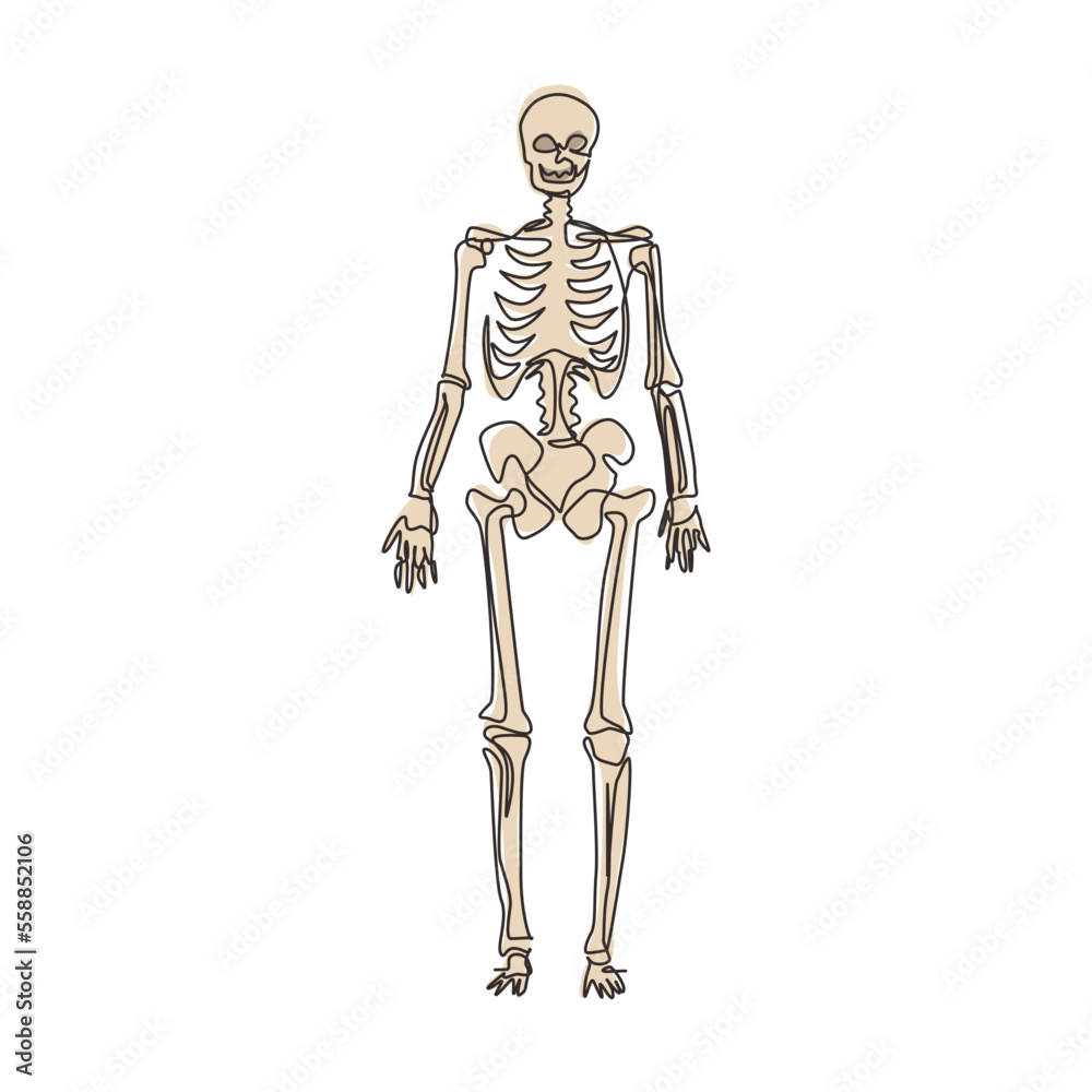 Continuous one line drawing human skeleton image, useful for creating medical and scientific materials. Anatomy, medicine and biology concept. Single line draw design vector graphic illustration