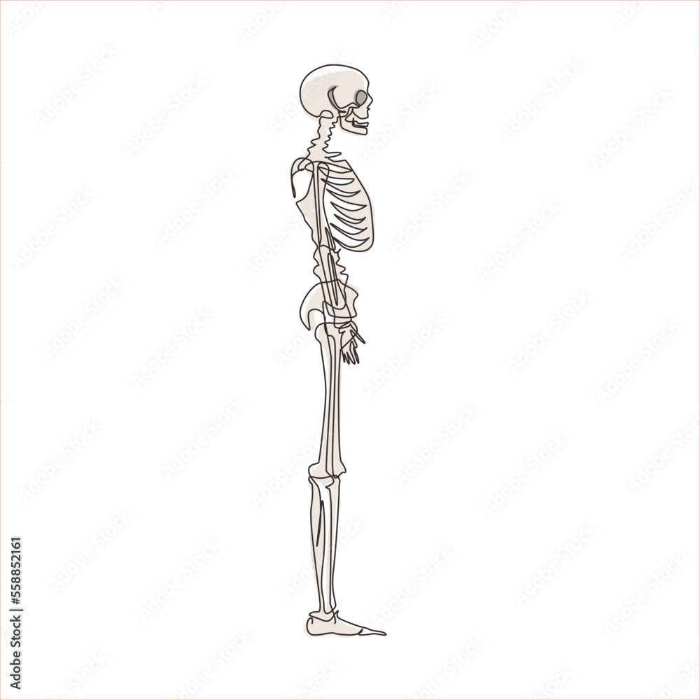 Single one line drawing side view full anatomical skeleton of a person and individual bones. Performed as an art illustration in a scientific medical style. Continuous line draw design graphic vector