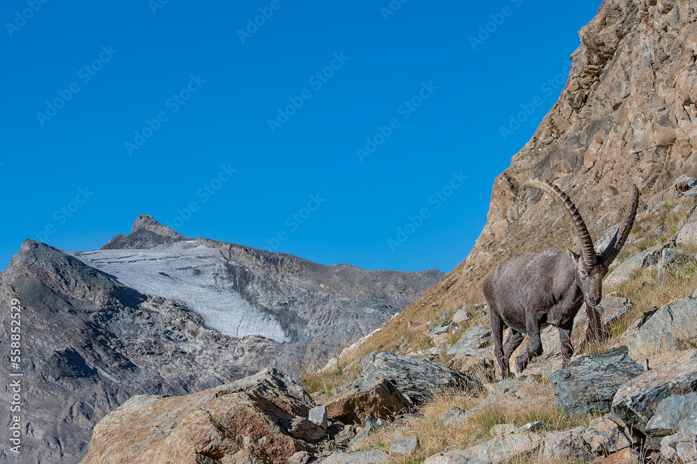 The king of the Alps in the Gran Paradiso national park (Capra ibex)
