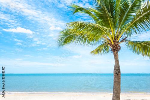 Coconut trees on the beach  Pattaya  THAILAND
