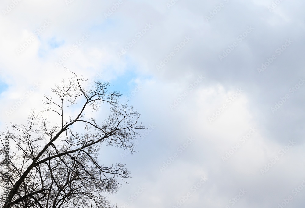 Early spring in central Russia. A large leafless tree lifts its branches into a cloudy spring sky. The photo carries a sad mood of cold weather. Early spring in central Russia. A large leafless tree lifts its branches into a cloudy spring sky. The photo carries a sad mood of cold weather.