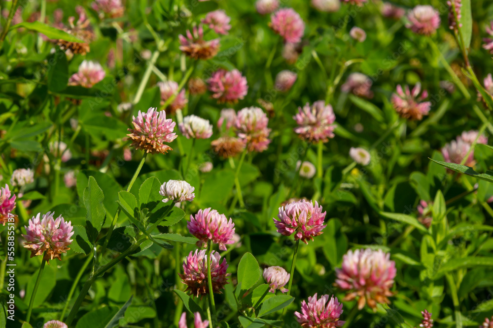 Flowers of alsike clover Trifolium hybridum plant in green summer meadow Flowers of alsike clover Trifolium hybridum plant in green summer meadow