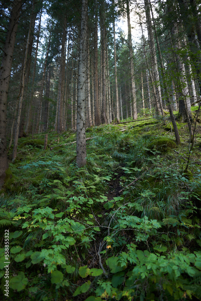Fototapeta premium Mystic mountain forest. Local scenery of the forest descending from the top of Moeskie Oko lake in Zakopane, Tatra Mountains.