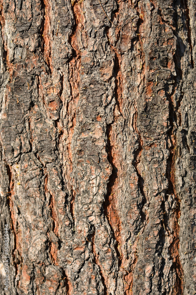 Eastern white pine bark detail Eastern white pine bark detail