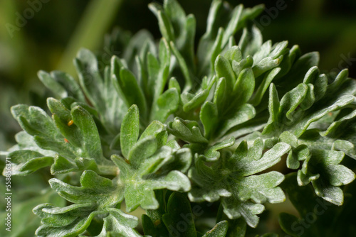 Wormwood green grey leaves background. Artemisia absinthium absinthium, absinthe wormwood green gray plant, close up macro, top view
