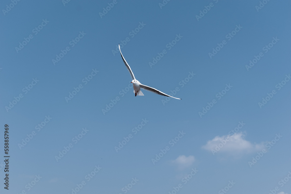 A brown headed gull aka Chroicocephalus brunnicephalus flying in a blue sky with white clouds. A brown headed gull aka Chroicocephalus brunnicephalus flying in a blue sky with white clouds.