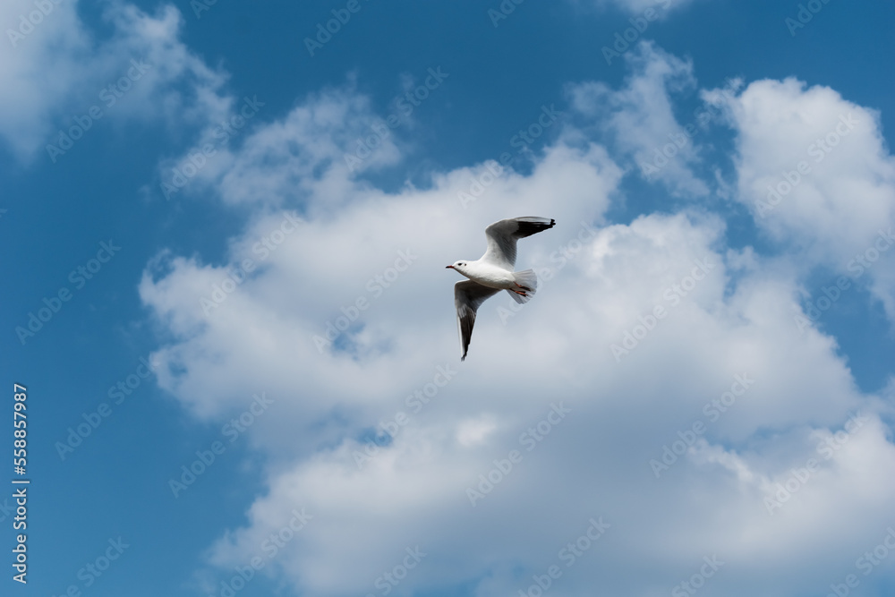 A black headed gull aka Chroicocephalus ridibundus flying in a blue sky with white clouds.