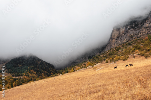 Small herd of horses on the background of a mountain peak.  Beautiful horses in an autumn meadow poses against the background of a high misty mountain. Ingushetia region.