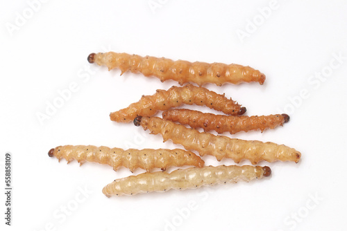 Fast food and snacks in Thailand fried worms