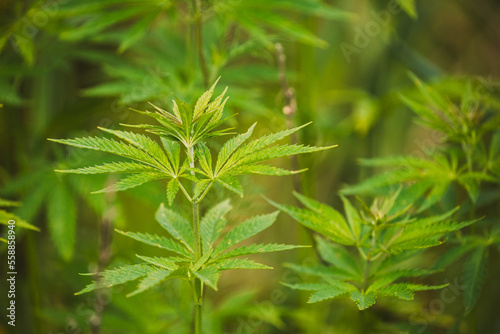 Legal Green Marijuana Cannabis Leaves Growing At Farm In Summer Day  Beautiful Cannabis Background. Cultivation Background. Marijuana Cultivation Green Lush Background Of Leaves. Young Cannabis Plant.