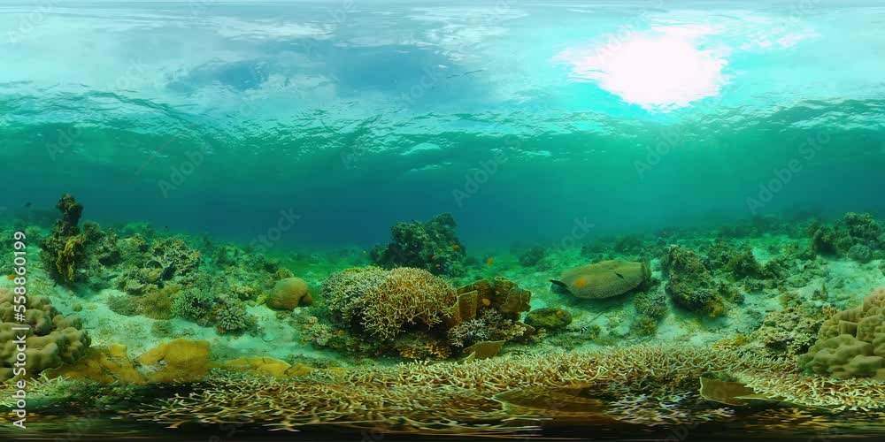 Tropical coral reef seascape with fishes, hard and soft corals. 360VR Video. Tropical coral reef seascape with fishes, hard and soft corals. 360VR Video.