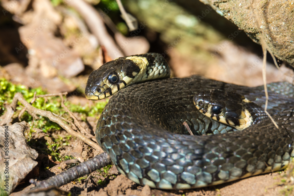 Curled up Grass snakes basking in the sunshine Curled up Grass snakes basking in the sunshine
