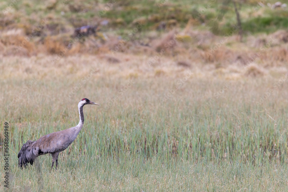 Crane standing and looking on a moor