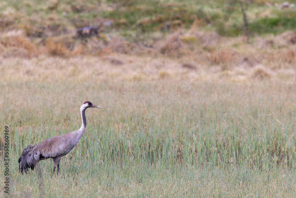 Crane standing and looking on a moor Crane standing and looking on a moor