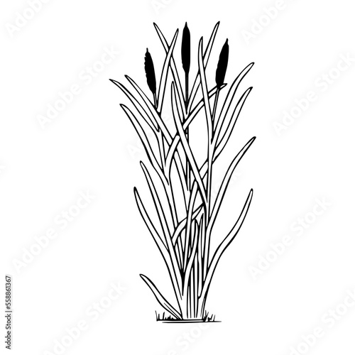 Reedmace