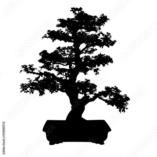 Bonsai Tree