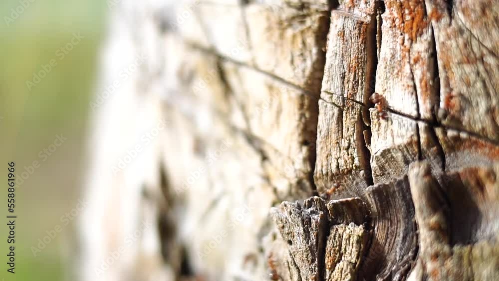 Ants macro . An anthill. Ants in the wild. Ants macro . An anthill. Ants in the wild.
