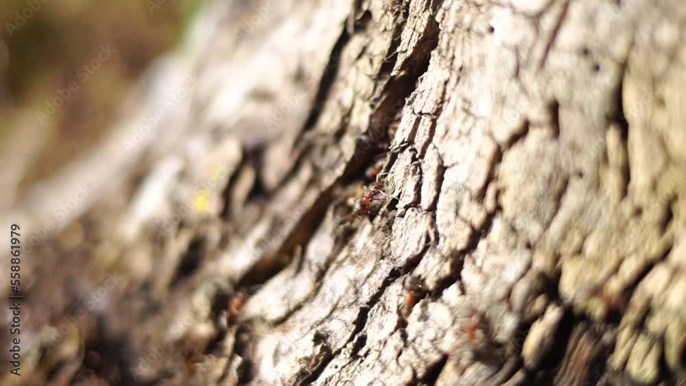 Ants macro . An anthill. Ants in the wild. Ants macro . An anthill. Ants in the wild.