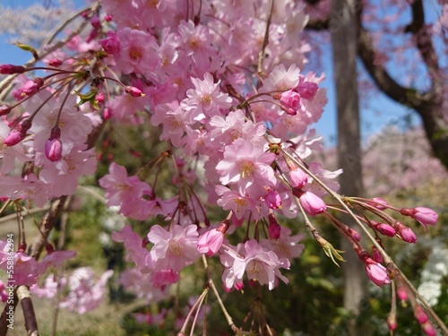 pink cherry blossom