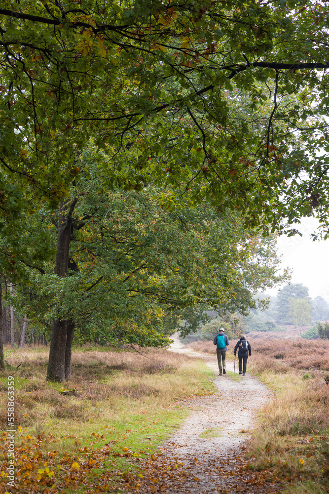 Walking along nature park Drouwenerzand at Hondsrug between the towns Gasselte and Drouwen in Drenthe province in The Netherlands