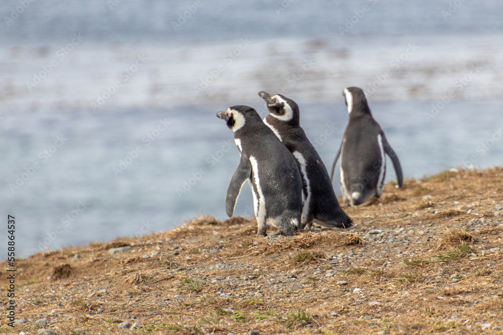 Obraz premium Magellanic Penguins Punta Arenas Patagonia Chile