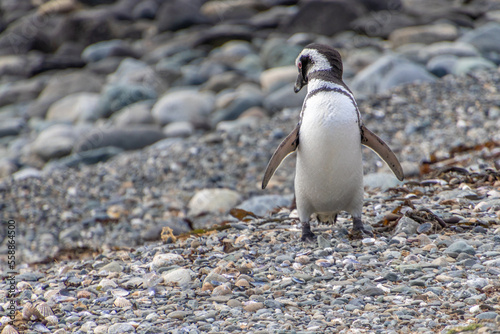 Magellanic Penguin Punta Arenas Patagonia Chile