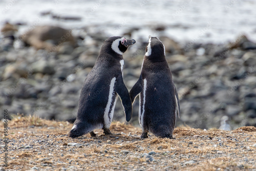 Fototapeta premium couple of Penguins Chiean Anctartica
