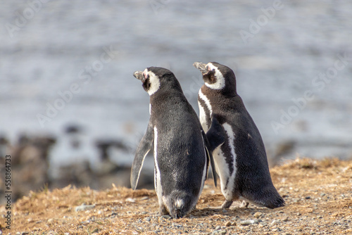 couple of Penguins Chiean Anctartica