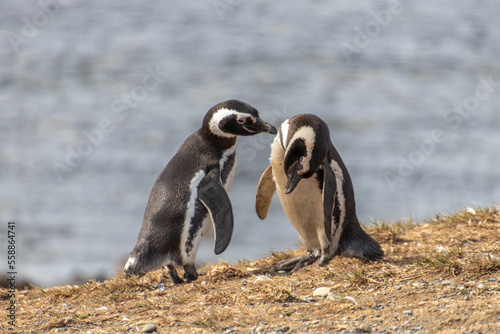 couple of Penguins Chiean Anctartica © Dino